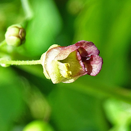 Geflügelte Braunwurz / Scrophularia umbrosa