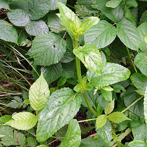 Geflügelte Braunwurz / Scrophularia umbrosa