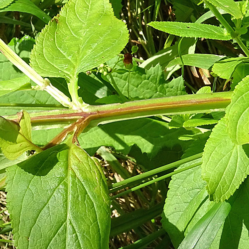 Geflügelte Braunwurz / Scrophularia umbrosa