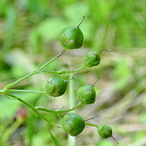 Geflügelte Braunwurz / Scrophularia umbrosa