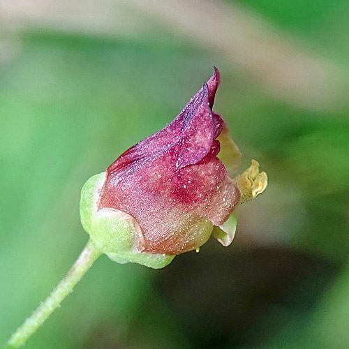 Geflügelte Braunwurz / Scrophularia umbrosa