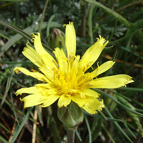 Österreicher Schwarzwurzel / Scorzonera austriaca