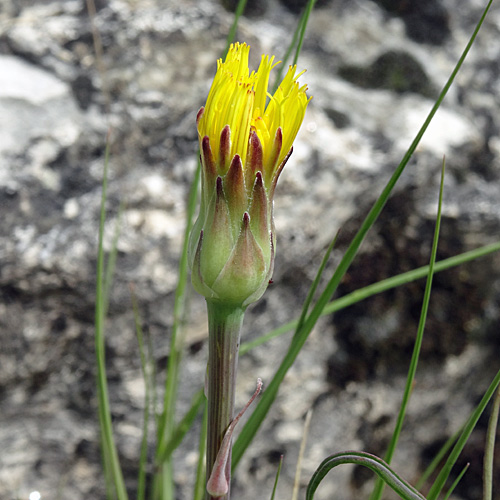 Österreicher Schwarzwurzel / Scorzonera austriaca