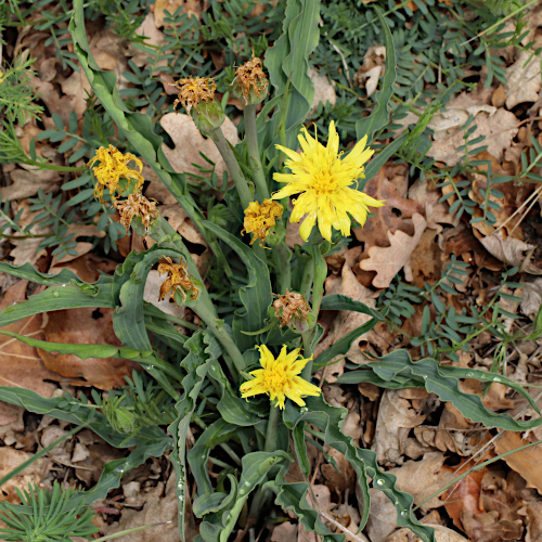 Österreicher Schwarzwurzel / Scorzonera austriaca