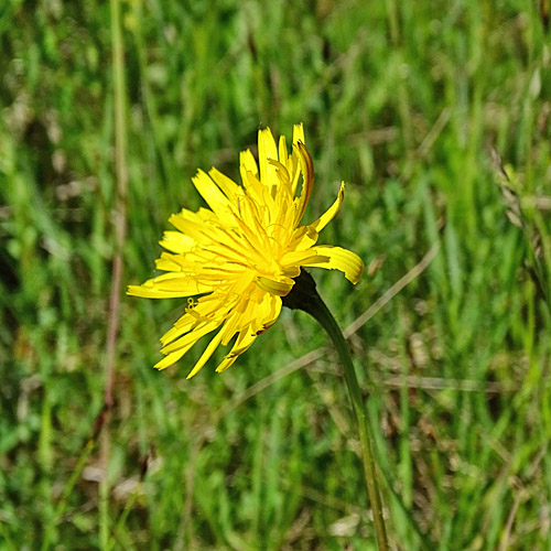 Kleine Schwarzwurzel / Scorzonera humilis