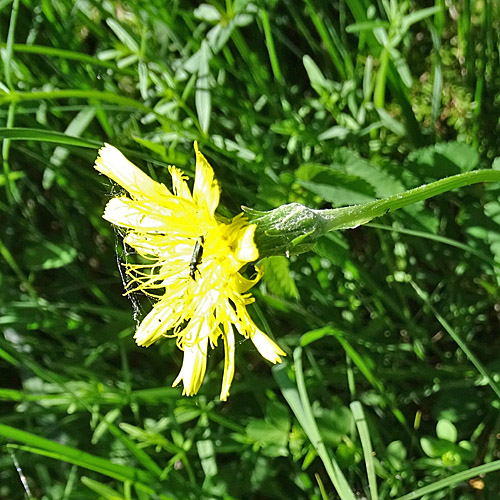 Kleine Schwarzwurzel / Scorzonera humilis