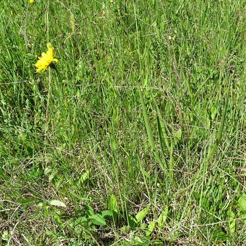 Kleine Schwarzwurzel / Scorzonera humilis