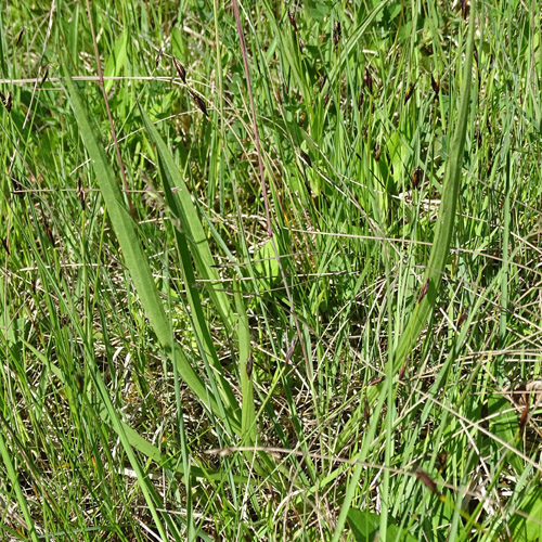 Kleine Schwarzwurzel / Scorzonera humilis