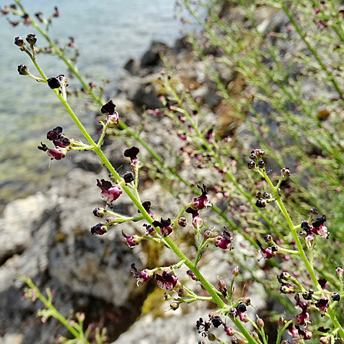 Jura-Braunwurz / Scrophularia juratensis