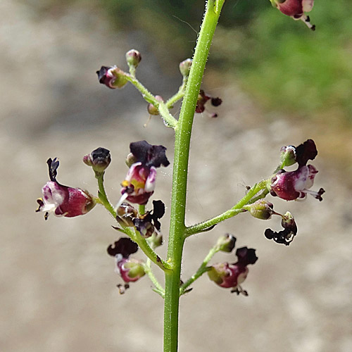 Jura-Braunwurz / Scrophularia juratensis