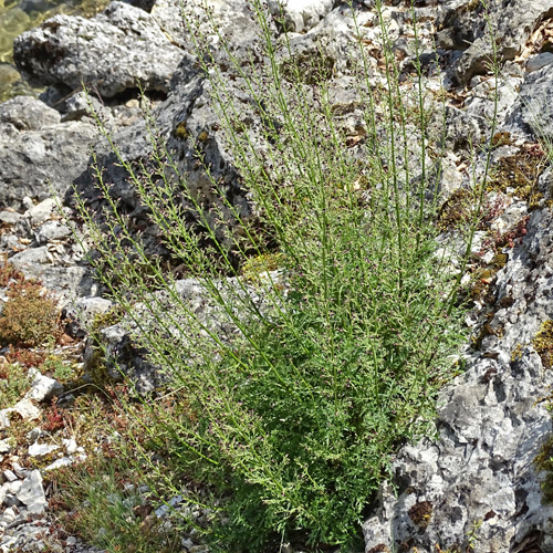 Jura-Braunwurz / Scrophularia juratensis