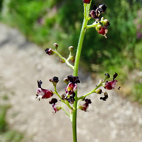 Jura-Braunwurz / Scrophularia juratensis