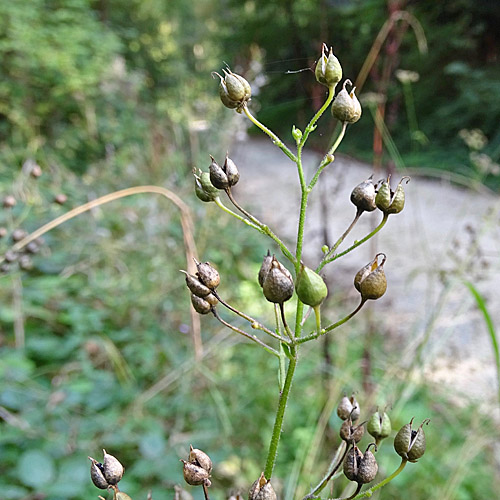 Knotige Braunwurz / Scrophularia nodosa