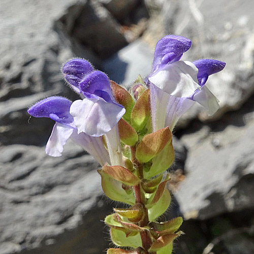 Alpen-Helmkraut / Scutellaria alpina