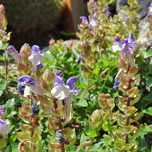 Alpen-Helmkraut / Scutellaria alpina