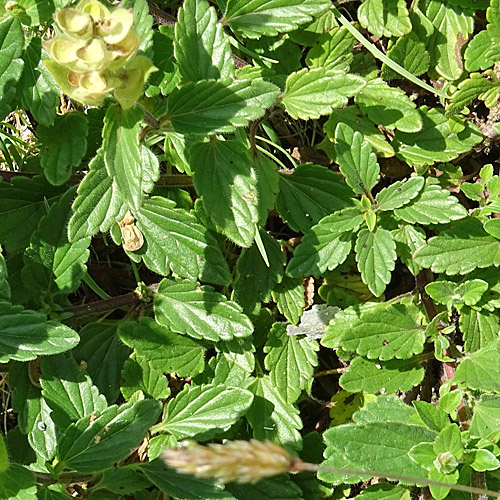 Alpen-Helmkraut / Scutellaria alpina