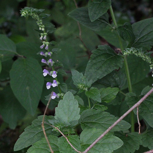 Hohes Helmkraut / Scutellaria altissima