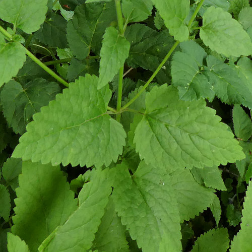 Hohes Helmkraut / Scutellaria altissima