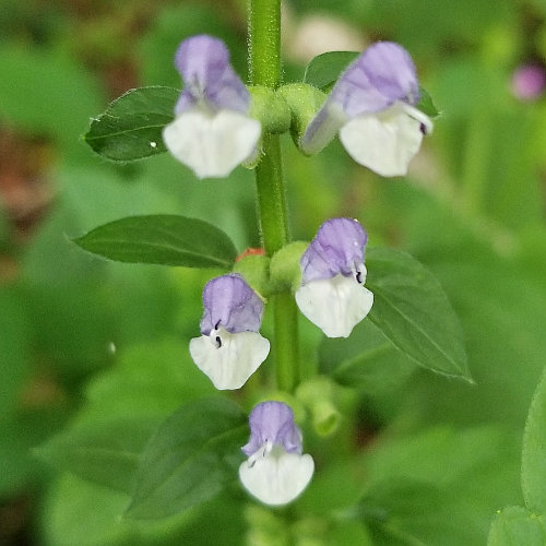 Hohes Helmkraut / Scutellaria altissima