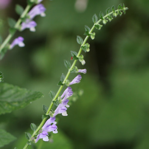 Hohes Helmkraut / Scutellaria altissima