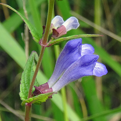 Sumpf-Helmkraut / Scutellaria galericulata