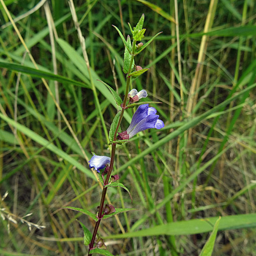 Sumpf-Helmkraut / Scutellaria galericulata