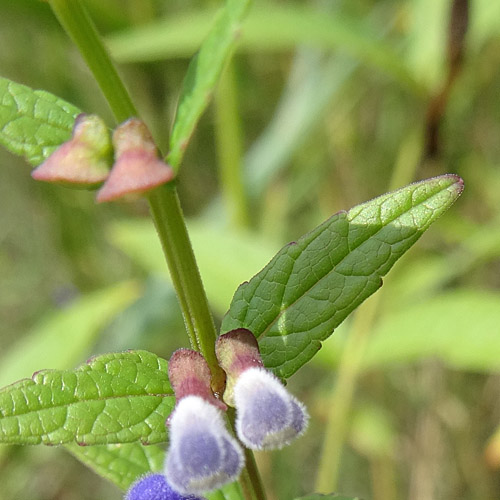 Sumpf-Helmkraut / Scutellaria galericulata