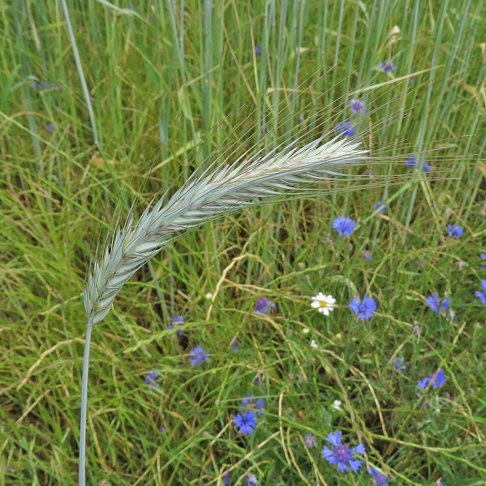 Roggen / Secale cereale