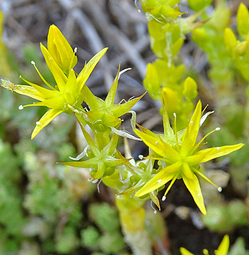 Scharfer Mauerpfeffer / Sedum acre