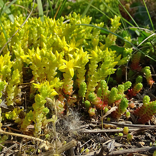 Scharfer Mauerpfeffer / Sedum acre