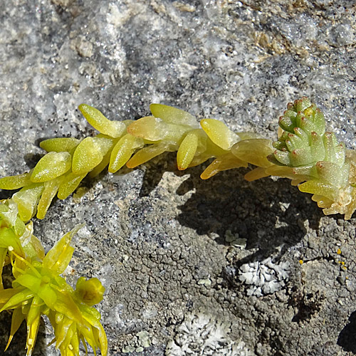 Scharfer Mauerpfeffer / Sedum acre