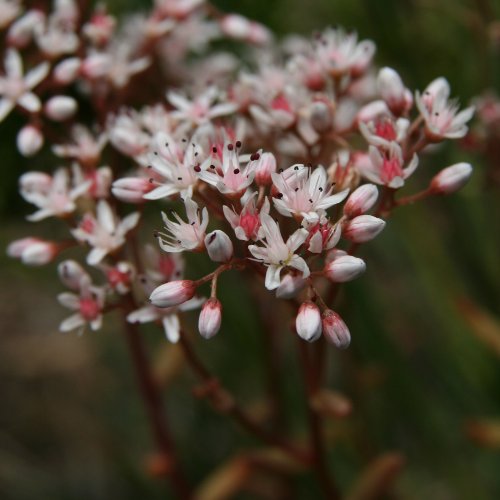 Weisser Mauerpfeffer / Sedum album