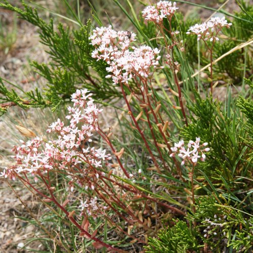 Weisser Mauerpfeffer / Sedum album