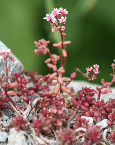 Weisser Mauerpfeffer / Sedum album