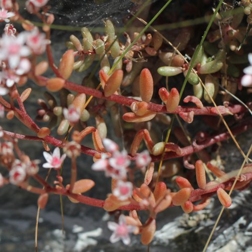 Weisser Mauerpfeffer / Sedum album