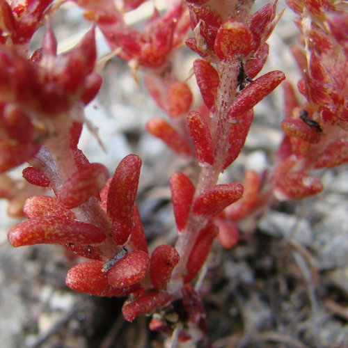 Alpen-Mauerpfeffer / Sedum alpestre