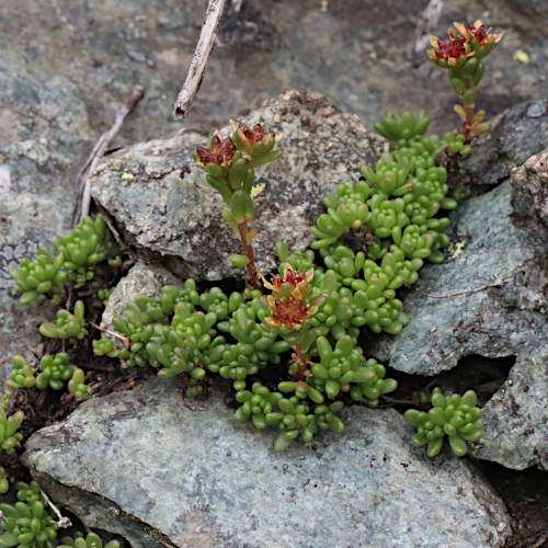 Alpen-Mauerpfeffer / Sedum alpestre