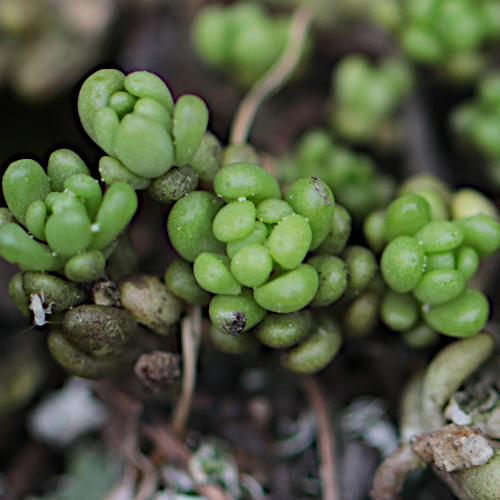 Alpen-Mauerpfeffer / Sedum alpestre