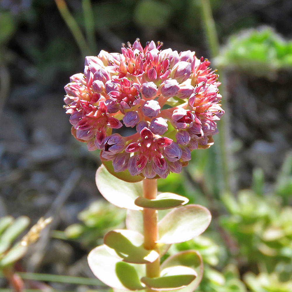 Rundblättriges Fettkraut / Sedum anacampseros (Foto: ©Christian Kaderli) Rundblättriges Fettkraut / Sedum anacampseros