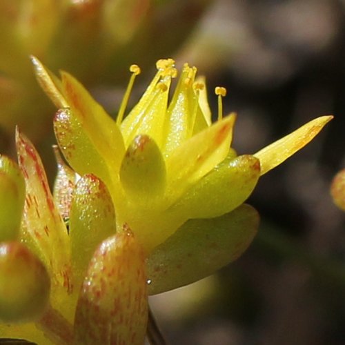 Einjähriger Mauerpfeffer / Sedum annuum