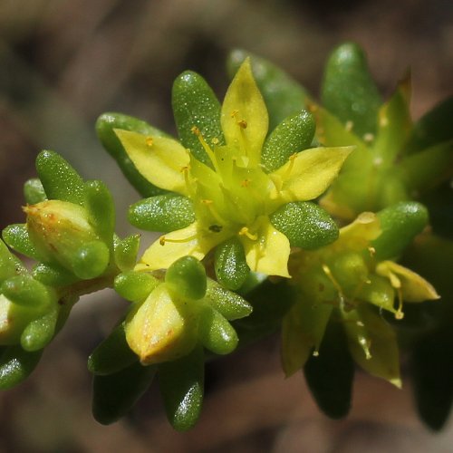 Einjähriger Mauerpfeffer / Sedum annuum