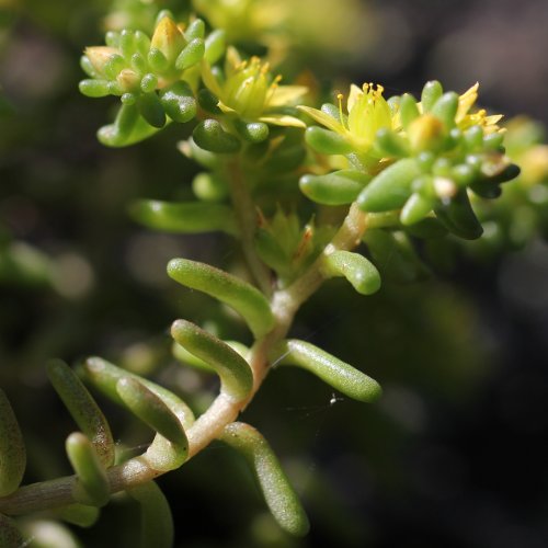 Einjähriger Mauerpfeffer / Sedum annuum