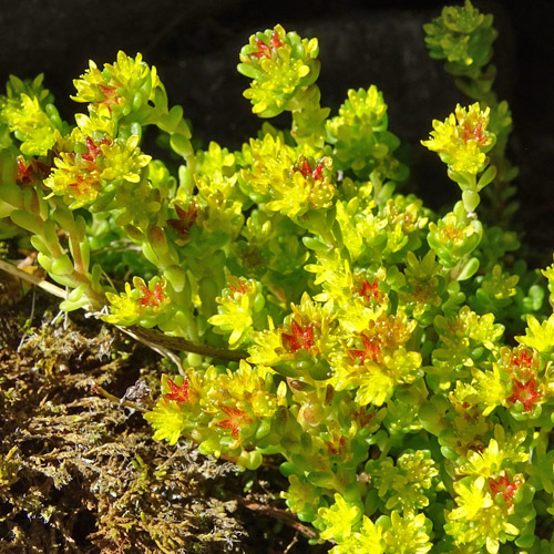 Einjähriger Mauerpfeffer / Sedum annuum