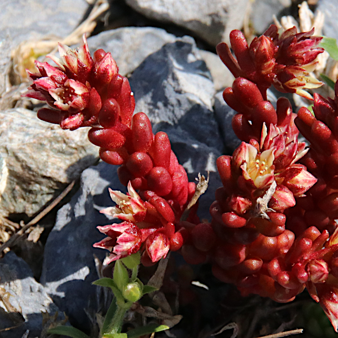 Dunkler Mauerpfeffer / Sedum atratum