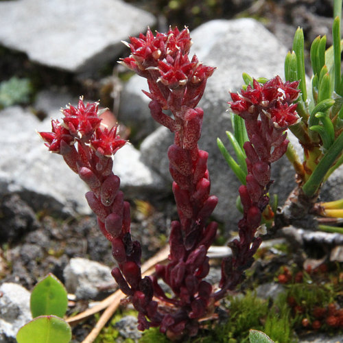 Dunkler Mauerpfeffer / Sedum atratum