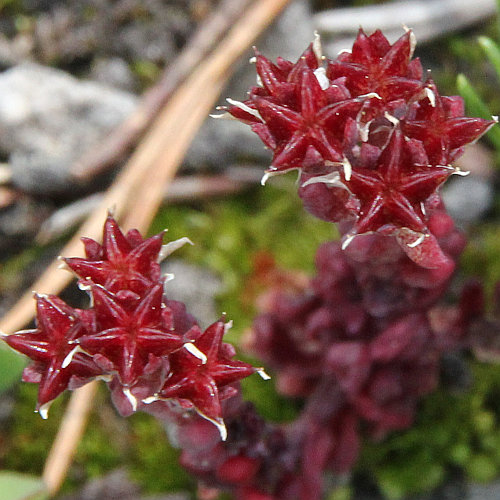 Dunkler Mauerpfeffer / Sedum atratum