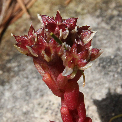 Dunkler Mauerpfeffer / Sedum atratum