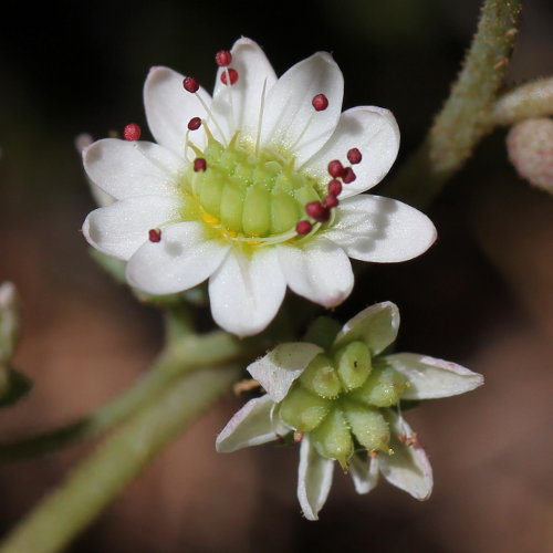 Dickblättriger Mauerpfeffer / Sedum dasphyllum