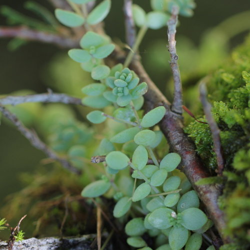 Dickblättriger Mauerpfeffer / Sedum dasphyllum