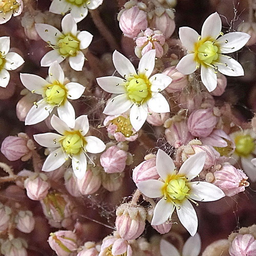 Dickblättriger Mauerpfeffer / Sedum dasphyllum